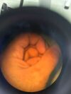 ZEISS OPMI Pico O/R Microscope