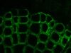 NIKON Eclipse TE2000-E Microscope