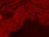 NIKON Eclipse TE2000-E Microscope