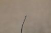 THORATIC 63925 Ball Tip Probe