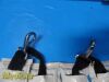 ZIMMER Candy Cane Stirrups Set (PAIR) W/ Ali Gel Pole Sleeve & Slings