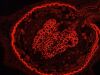 APPLIED BIOSYSTEMS Arcturus XT Digital Imaging System