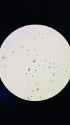ACCU-SCOPE EXC-350 Microscope
