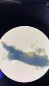 ACCU-SCOPE EXC-350 Microscope