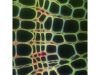 THERMO SCIENTIFIC CellInsight CX7 Digital Imaging System