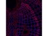 THERMO SCIENTIFIC CellInsight CX7 Digital Imaging System