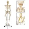 NASCO SB02011U - Training Skeleton, Human, Legs and Arms, Removable,
