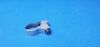 MEDTRONIC 961-580 Suretrak2 Clamp, Large