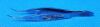 STORZ E1553 Moody Fixation Forceps, Curved