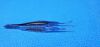 STORZ E1553 Moody Fixation Forceps, Curved