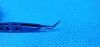 KATALYST 3008S-108 Nevyas Capsulorhexis Forceps, Fine, 10.8cm