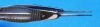 STORZ E1793 Forceps