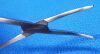 LEIBINGER 01-08120 Forceps