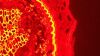 LEICA DMi8 Microscope