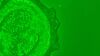 LEICA DMi8 Microscope