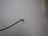 OLYMPUS MAF-GM Intubation Scope