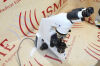 CARL ZEISS AXIO LAB A1 Microscope