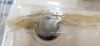 OLYMPIC MEDICAL 56360 INFANT SCALE