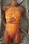 PHANTOM RESEARCH Adult Human Torso Phantom for X-Ray CT Optical Laboratory