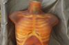 PHANTOM RESEARCH Adult Human Torso Phantom for X-Ray CT Optical Laboratory