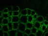 ZEISS AXIO Imager.Z2 Microscope