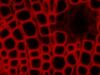 ZEISS AXIO Imager.Z2 Microscope