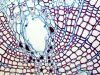 NIKON Electrophysiology Rig Microscope