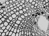 LEICA DMi8 Microscope