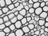 LEICA DMi8 Microscope