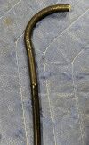 OLYMPUS BF-1T180 Bronchoscope