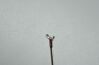 PENTAX KW3115S Flexible Biopsy Forceps  Window and Larger Jaws