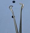BOSS INSTRUMENTS 30-1092 Boss  6.25″ Petite Point Babcock – 7.5mm Width
