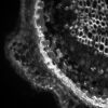 LEICA DMi8 Microscope