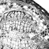 LEICA DMi8 Microscope