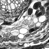 LEICA DMi8 Microscope