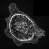 LEICA DMi8 Microscope