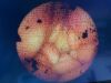 OLYMPUS CYF-4 Cystoscope
