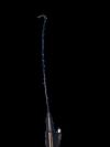 COGENTIX MEDICAL INC. 07-3060 Endoscope