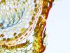 NIKON SMZ1270 Microscope