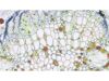 NIKON Ts2R-FL Microscope