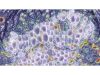 NIKON Ts2R-FL Microscope