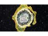 NIKON Ts2R-FL Microscope