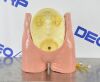 SIMULAB TraumaMan Surgical Abdomen Training Manikin W/ Case &amp; Accessories - 206353 Training Aids