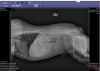 SUMITT xray machine innovett digital veterinary x-ray