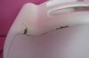 HOLOGIC Endometrial Ablation  RF Controller Electrosurgical Unit