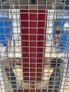 FISHER & PAYKEL Healthcare Cosy Cot, REF: IW932AEK YOM: 2016 Infant Resuscitator