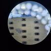 MICROMASCH HQ:XSC11/Pt MikroMasch HQ XSC11/Pt Pack  AFM Cantilevers 4 Tips Per Probe uMasch SPM