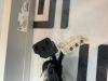 CARL ZEISS MEDITEC 3000 Telescopic Pillars Zeiss  3000 Power Table Magnetic Ophthalmic Motor Actuator TGC 8AWASU-105