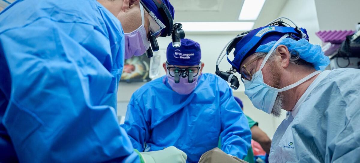 NYU Langone sets new record as pig kidney transplant continues